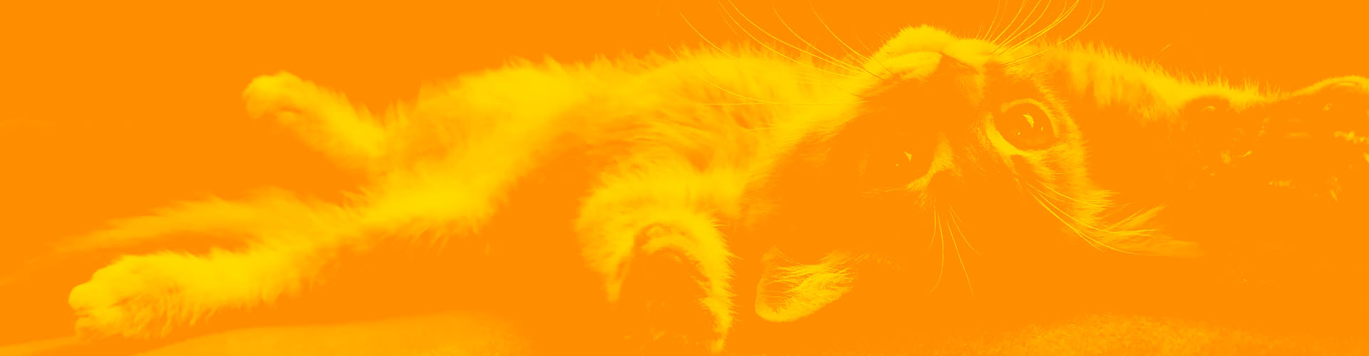 Stylized orange image of cute kitten